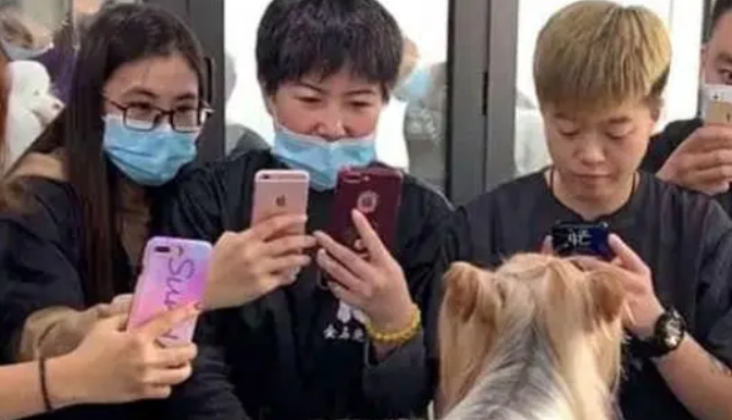 狗狗长发将近1米，一夜爆红网络