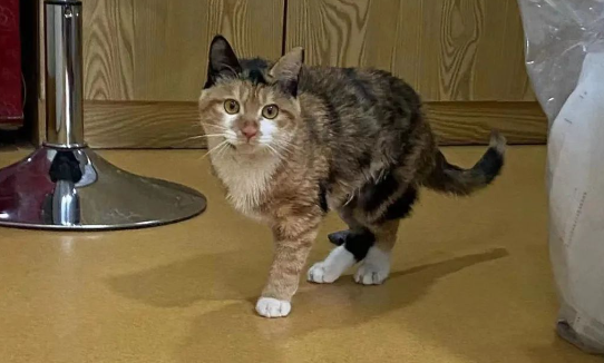 校园流浪猫被粘鼠板粘住，获救后又发现腿里有节断骨，学生们做法太暖！