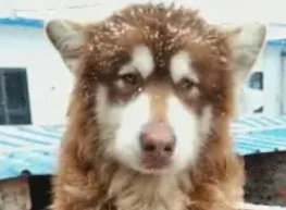 狗狗被挤二平米的窝里，又冷又无聊，阿拉犬仰天长叹！