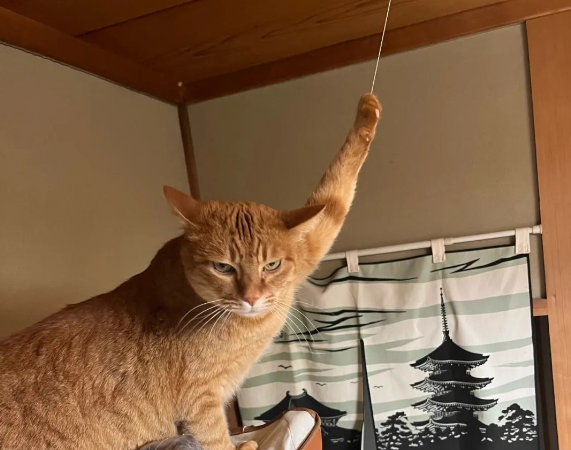 开门见猫咪模仿“乘公交拉吊环”，网友立刻拍照留念，快来看笑话啊！