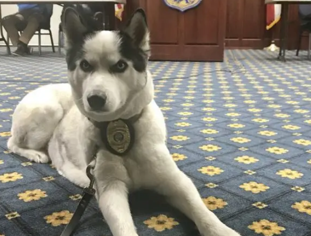 流浪哈士奇上岗做警犬，警察：我们就是看中它傻