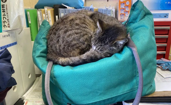 超恶劣办公环境大揭秘！猫咪职员疑似控制同事脑电波？