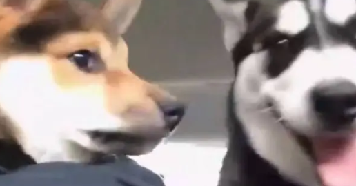 当哈士奇遇上烦人的柴犬后，委屈的都快哭了