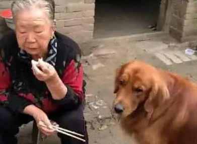 主人因工作忽略金毛，金毛孤独得了抑郁，送去给奶奶后判若两狗