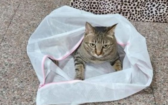 主人进行“地震疏散演练”，她刚打开洗衣袋，猫咪们就自己进去了