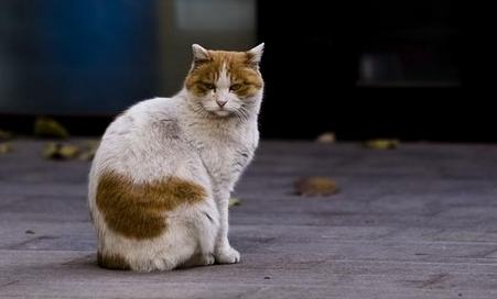 女子悬赏万元寻猫 找到后拒付酬金：钱给了别人