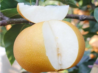 梨