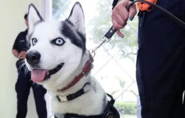 这只二哈走上了人生的巅峰，摇身一变成为了一只警犬