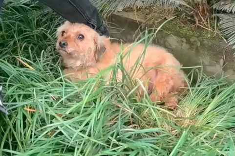 拖着腿，下雨天躲在麦地里的流浪狗，被一群人帮助后，抱着小哥的手满是祈求 