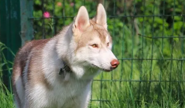 携犬打车遭拒 男子踹坏车门赔300元