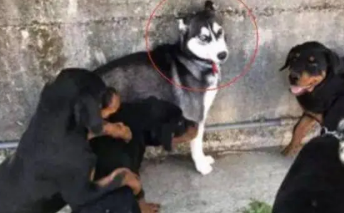 哈士奇欺负狗狗后，被狗狗叫来小伙伴包围，这时二哈反应笑喷网友