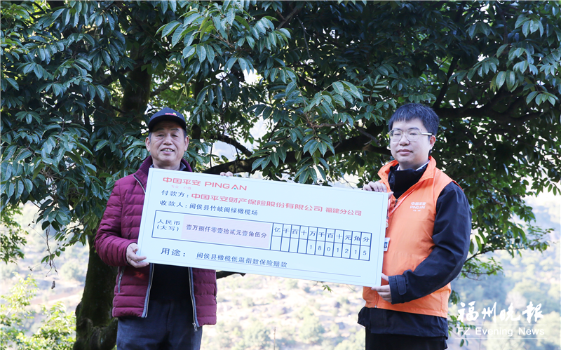 闽侯完成首单橄榄低温指数保险赔付