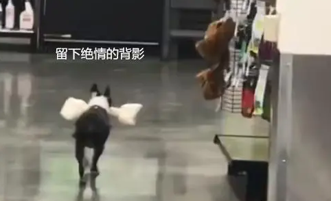 狗狗第一次逛超市，叼着大骨头就往外跑，铲屎的我先走一步了