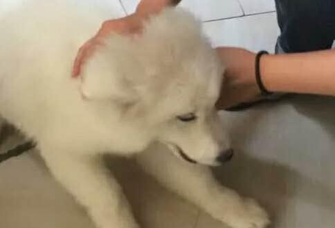老妈帮着养几天萨摩，回家看到萨摩的那一刻，真的要崩溃了！ 