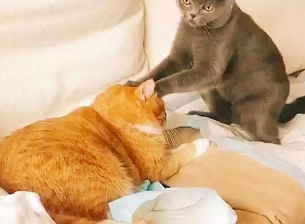 橘猫在地上装死，蓝猫对着主人喵喵直叫，这是要整一出大戏的节奏 