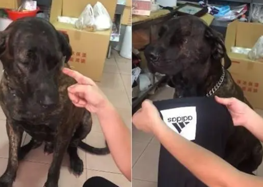 帅气高山犬咬破新裤被骂委屈流泪，妈妈气炸：麦假！