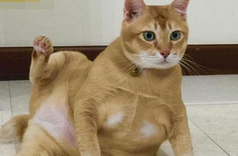 主人嫌橘猫掉毛，给橘猫剃了个光，网友一看笑喷了：这还有腹肌？