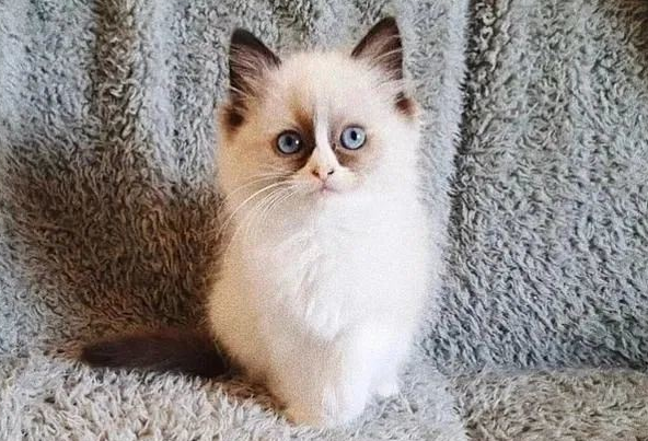 高价买了只布偶猫，回家却被老妈嫌弃：这是熬了多久的夜啊