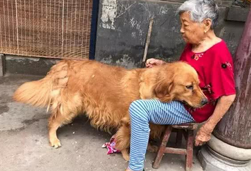 奶奶在阳台晒太阳，金毛温柔撒娇，这就是幸福