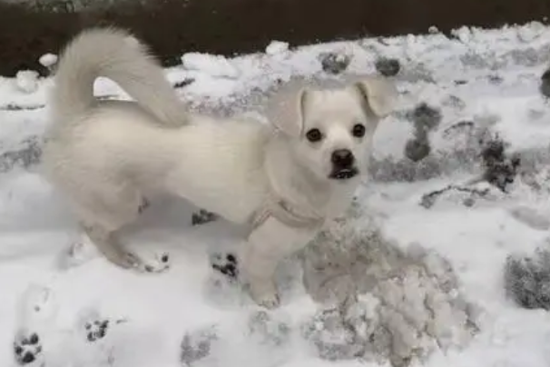 纯白秋田犬玩白雪，都分不清到底是雪还是狗了