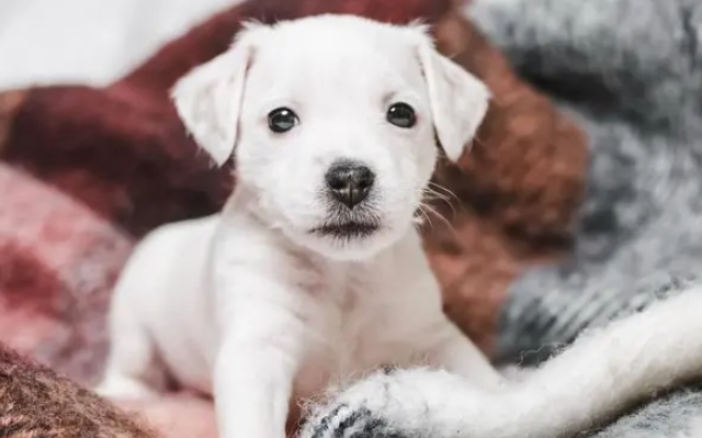 主人去世后 “忠犬”近一年不愿离家