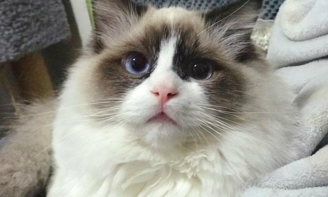 布偶猫溜出家门和流浪猫谈恋爱，主人悲痛欲绝