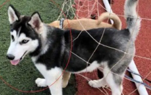 哈士奇偶遇一只中华田园犬，结果没过多久，二哈就把田园犬带偏了