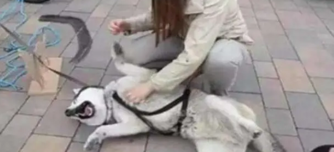 美女出门遛狗，被路人围观笑喷