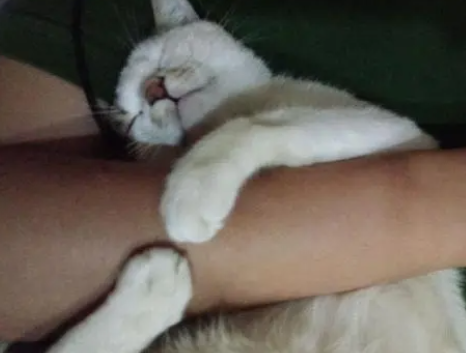 两只猫开玩水派对5楼淹到脚踝，新主机、家电泡坏光光
