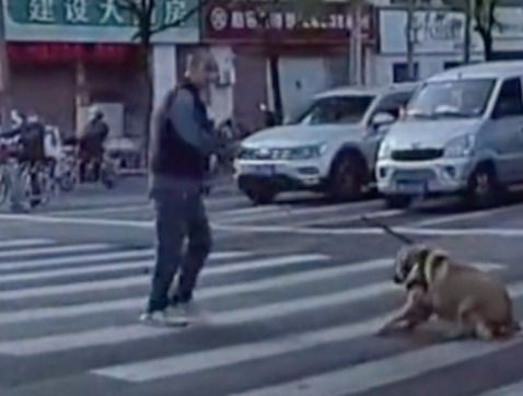 狗狗躺在马路中间不走，以为大叔会抱它过去，没想到直接拖行了！