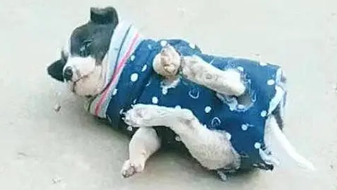 看到狗子穿上衣服之后，主人笑喷了