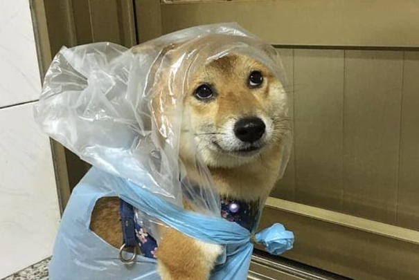 柴犬雨天非要出门，结果被垃圾袋套头，柴柴的笑容瞬间消失了