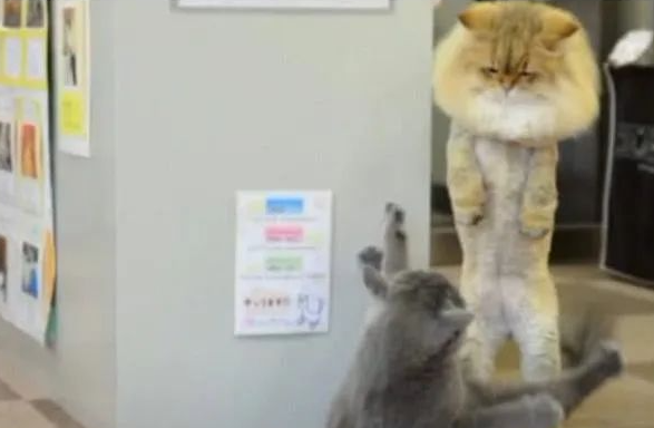 猫咪因掉毛严重被主人剃毛，英短实力嘲讽，结果两只猫咪天天打架