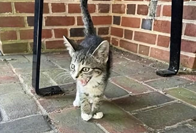 公交车站发现独自流浪的小奶猫，晚上回去想了一夜，终于决定...