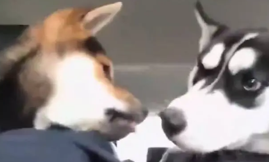 当哈士奇遇上烦人的柴犬后，委屈的都快哭了