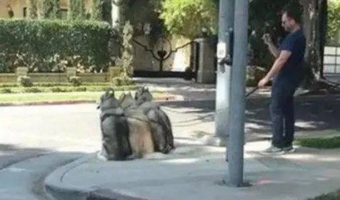 网友在上班途中遇见三只哈士奇排队而坐，网友看后直呼遵纪守法