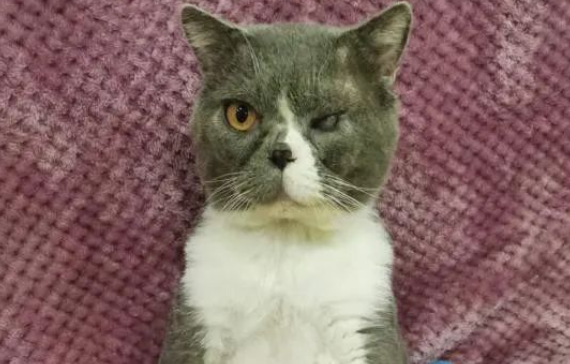 流浪猫窝在楼道鞋架两天，救出后发现竟是一只折耳英短！