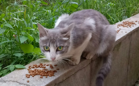 北京80后自如房东帮几百只流浪猫找到家