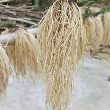 养肝草