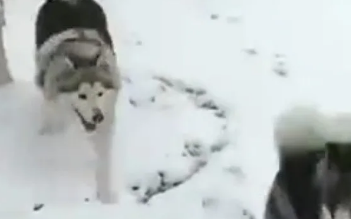 第一次见到雪的哈士奇高兴坏了，结果却被二货主人堆成了雪人