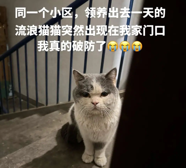 网友为流浪猫找了新主人，可送养一天猫咪就跑回来蹲在她家门口等待：其实我想跟你回家...