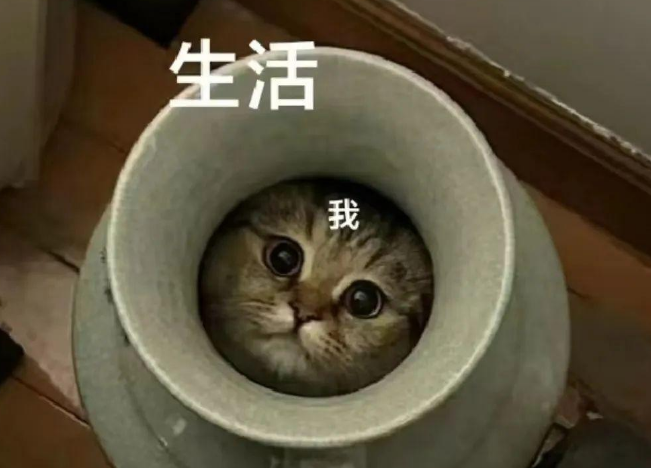 铲屎官回家后只闻猫声不见猫影，疯狂寻找后发现，被封印在花瓶中