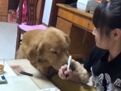 金毛打扰主人工作，主人一个举动引网友热议，网友：太狠了吧！