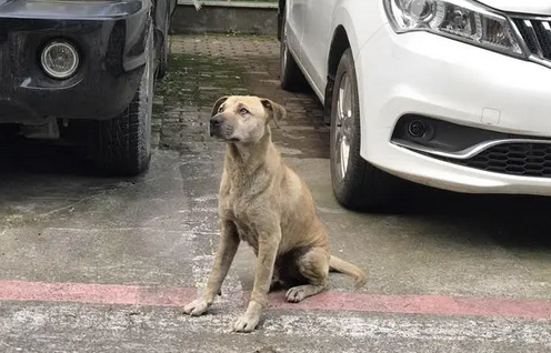 小区里的流浪狗越来越多，最后一种做法，太容易引起纠纷 