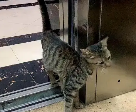 同样是猫，流浪猫瘦成“皮包骨”，门内的宠物猫胖乎乎还挑食