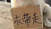 小土狗在街头求带走，结果半天都没人要，狗狗都要哭了 