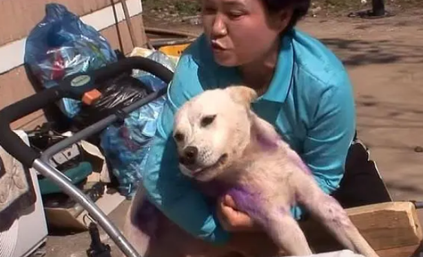 狗狗被车撞伤，主人自责不已，悉心照顾几月后，狗狗重新站了起来
