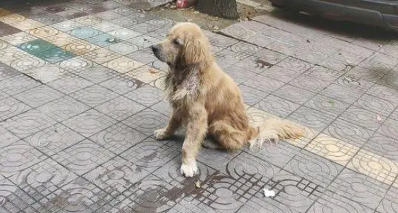 一只流浪的金毛跑来“要饭”，它浑身脏兮兮太可怜了