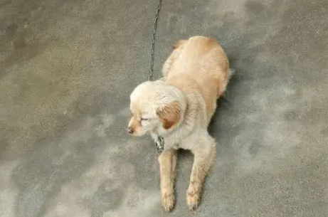 在朋友家抱来一只小金毛，养了几天后却感觉哪里不对劲？ 