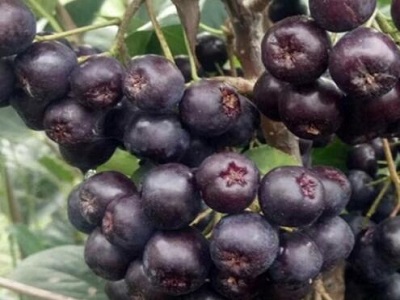 黑果花楸